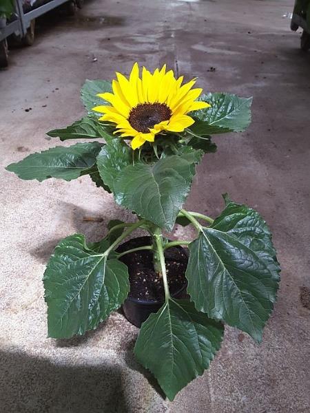 Sonnenblumenprojekt 2023